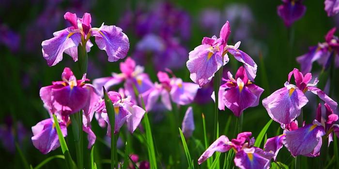 1280x800 1280x800px #676175 Iris Flower (124 KB) | 22.03.2015 | By JuzDeeVyn