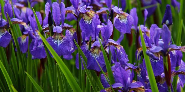 1280x720 Iris Flower Wallpaper for Android - APK Download