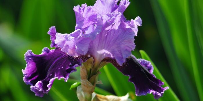 1920x1200 Iris Flower Wallpaper 45403 1920x1200px