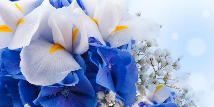 1280x720 Wallpaper Flowers bouquet, Blue Hydrangeas, Iris Flowers, White