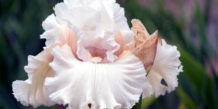 1680x1050 Flower: Iris Flowers Nature Flower Daisy Desktop Wallpapers for HD