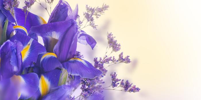 5000x3922 Wallpaper Violet iris flower Closeup 5000x3922