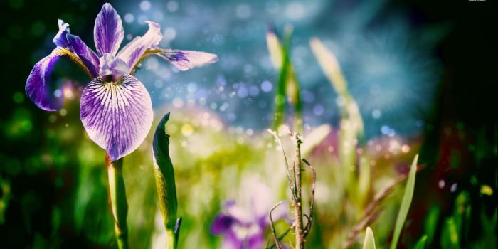 1920x1080 Iris wallpaper - Flower wallpapers - #28779