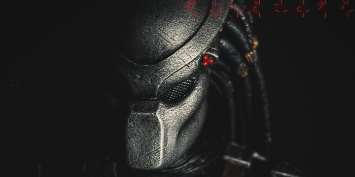 2432x1440 Pictures of a Predator on Animal Picture Society