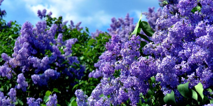1920x1200 29+] Spring Lilacs Desktop Wallpaper on WallpaperSafari