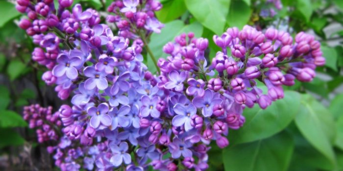 1440x900 Lilac Screensavers Wallpaper - WallpaperSafari | Lovely Lilacs