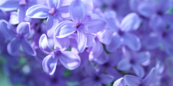 1920x1080 Lilac wallpapers HD for desktop backgrounds