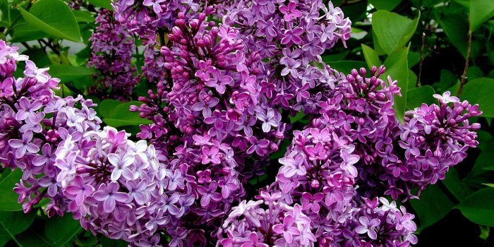 1920x1080 Lilac Wallpapers