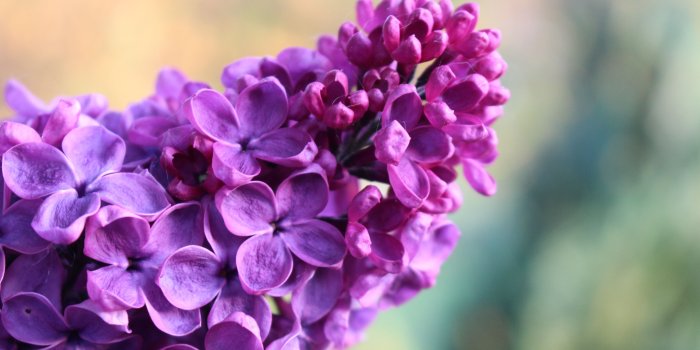 5184x3456 Lilac Wallpapers Images Photos Pictures Backgrounds