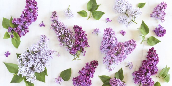 1856x1161 DIGITAL BLOOMS JUNE 2016 | FREE TECH WALLPAPERS - JustineCelina