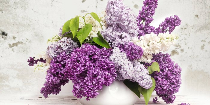 5120x2880 5120x2880 Lilac 5k HD 4k Wallpapers, Images, Backgrounds, Photos and