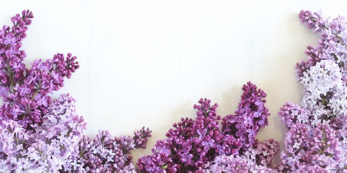 1856x1161 DIGITAL BLOOMS JUNE 2016 | FREE TECH WALLPAPERS - JustineCelina