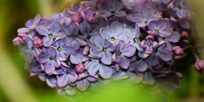 1920x1200 Lilac Desktop Wallpaper