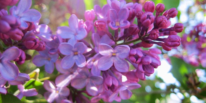 2560x1600 Pics For > Lilac Desktop Wallpaper | For the Love of Lilacs