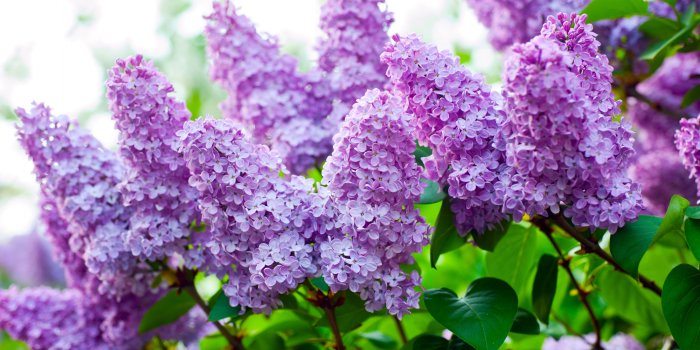 4256x2832 Desktop Wallpaper Lilacs #h382676 | Flowers HD Images