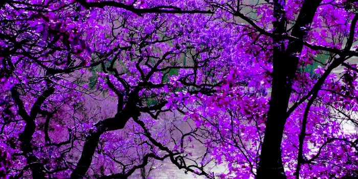 1920x1200 59+ Purple Computer Wallpapers on WallpaperPlay