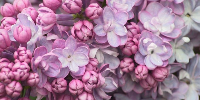 1440x1080 Computer Wallpapers, Desktop Backgrounds Lilac, 508.15 KB | ID 688567