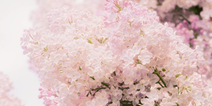 1920x1200 Lilac Wallpaper Hd: Pink Lilac Hd Desktop Wallpaper High Definition