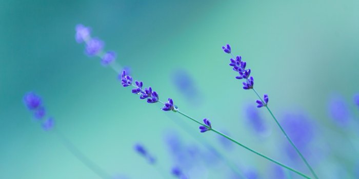 3840x2160 76+ Lavender Wallpapers on WallpaperPlay