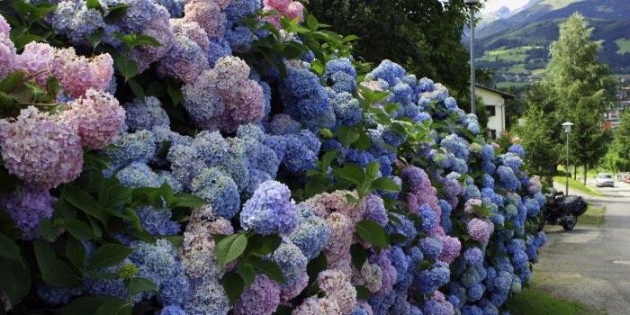 1366x768 Download desktop wallpaper Lilac bushes