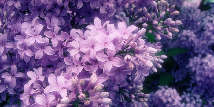 1280x800 Lilac Wallpaper - Lilac Live Images, HD Wallpapers - LanLinGLaureL