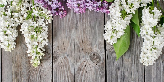 1920x1322 Lilac Background (56+ images)