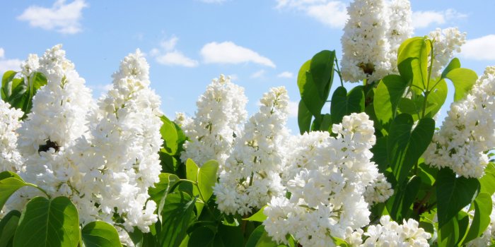 2880x1800 Download Lilac Computer Wallpapers Desktop Backgrounds 2880x1800