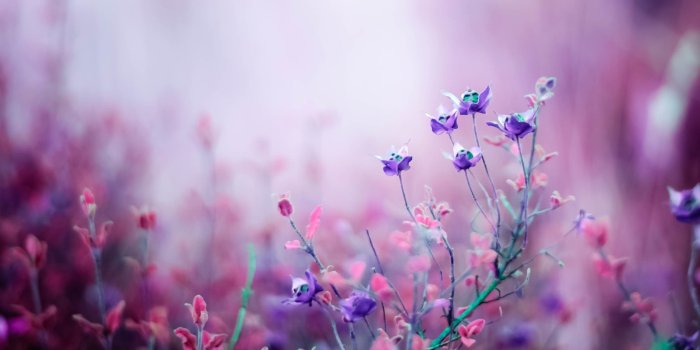 2560x1600 Purple Flower Wallpaper Photo For Desktop Wallpaper « Long