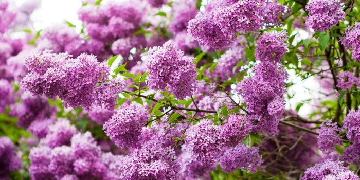 2560x1600 Best 24+ Lilac Desktop Backgrounds on HipWallpaper | Beautiful