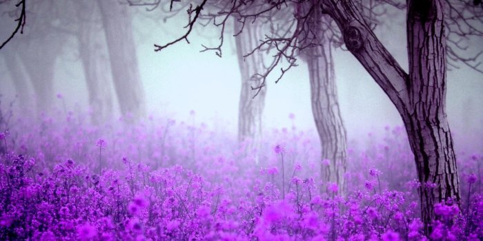 1920x1200 Wonderful Purple HD Wallpaper. | Everything Purple | Purple flowers