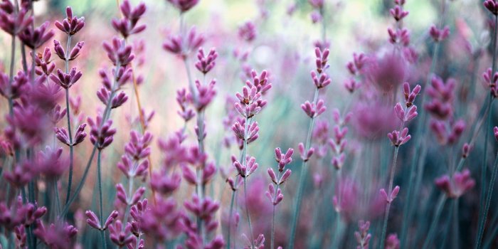 2560x1600 40+ Purple Flower Desktop Wallpapers - Download at WallpaperBro