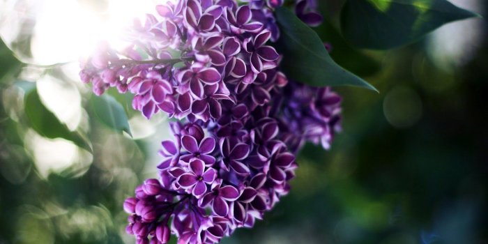 1600x900 Free download lilac flowers Desktop Wallpaper FULL HD High