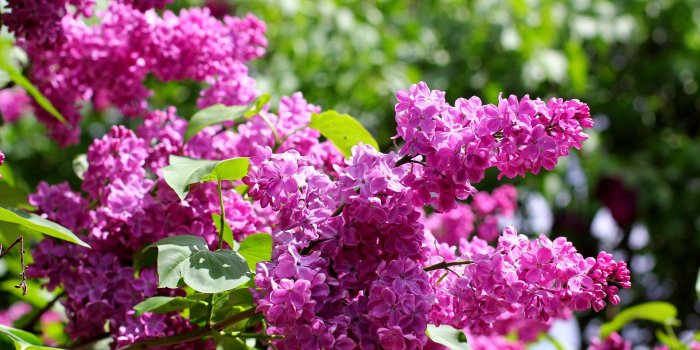 1920x1280 Lilac desktop wallpaper bright picture with lilac flowers lilac № 37487