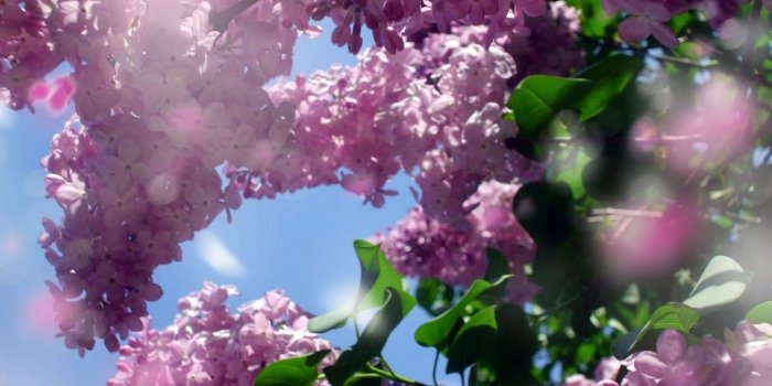1332x850 Wallpaper table, Wallpaper, spring, lilac, the desktop images for