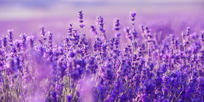 2000x1330 Lavender Wallpapers High Quality | Download Free