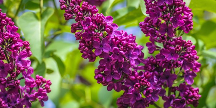 3840x2160 2720448 3840x2160 lilac 4k wallpaper for mac computers | Earth