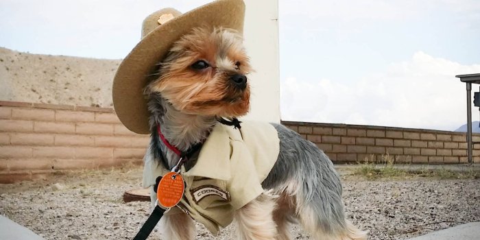 1600x900 Working Like a Dog: See How Pups Help Park Rangers in These 12