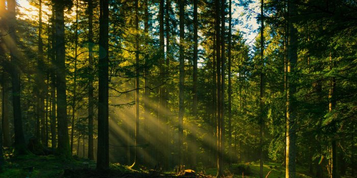 2560x1600 73+ Forest Desktop Wallpapers on WallpaperPlay