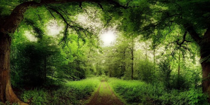 1920x1200 Forest Computer Wallpapers, Desktop Backgrounds | 1920x1200 | ID