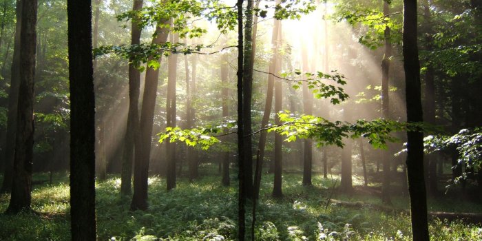 1575x1050 Desktop Backgrounds - National Forest Foundation