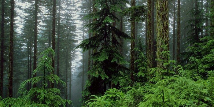 1680x1050 Forest Desktop Backgrounds