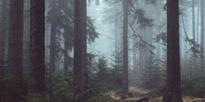 3840x2160 Misty Forest Wallpaper - iPhone, Android & Desktop Backgrounds