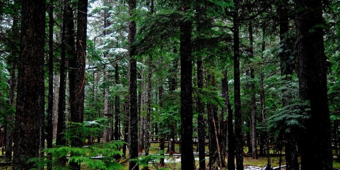 1920x1200 73+ Forest Desktop Wallpapers on WallpaperPlay