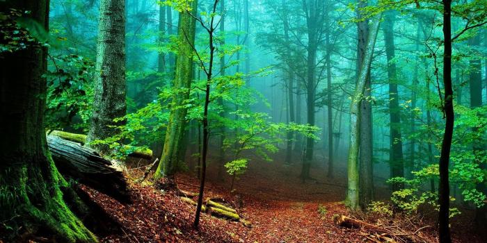 1920x1080 Forest Desktop Wallpaper HD