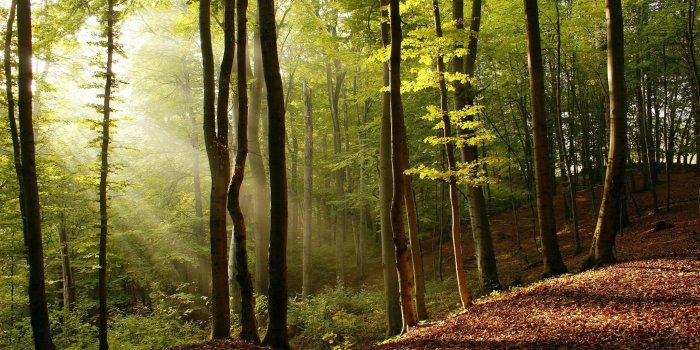 2048x1280 398249 forest computer wallpaper backgrounds | Other | Tokkoro.com