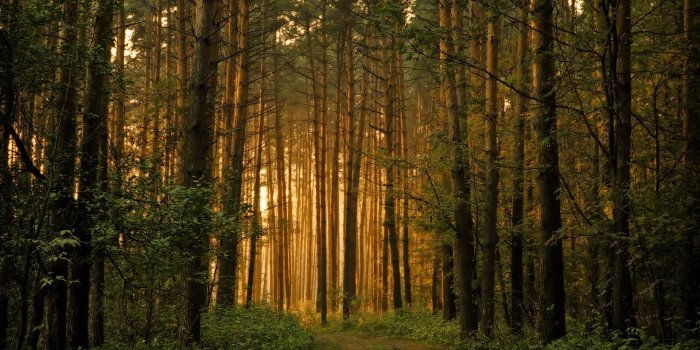 1920x1080 73+ Forest Desktop Wallpapers on WallpaperPlay