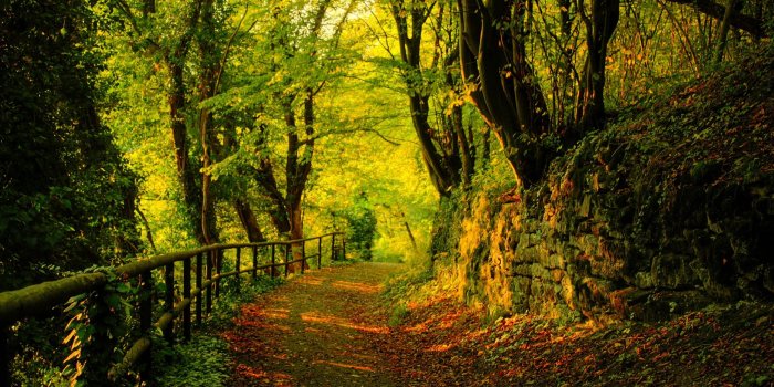 2560x1440 Forest Desktop Wallpapers - Top Free Forest Desktop Backgrounds