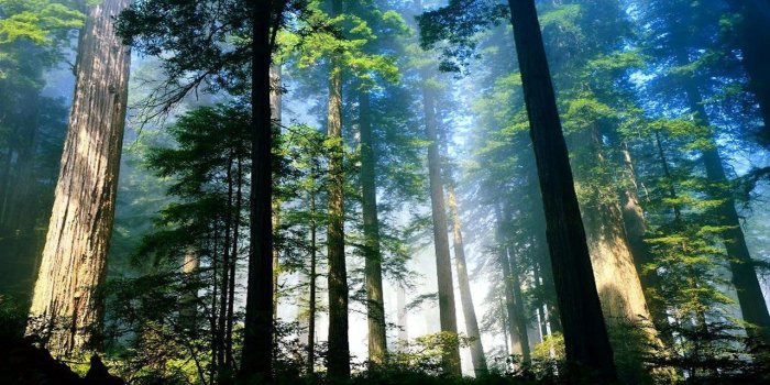 1280x760 Redwood Forest - Desktop Wallpaper