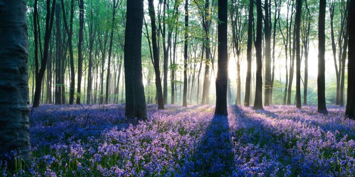 1920x1080 Wallpaper 1080p Forest (76+ images)