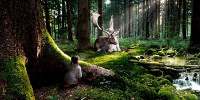 1216x684 Forest Wallpaper Desktop Widescreen | Wallpapers PC